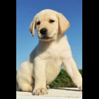 Labrador Retriever - Both