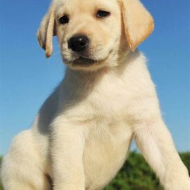 Labrador Retriever - Both