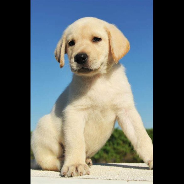 Labrador Retriever - Both