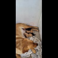 Labrador Retriever - Both