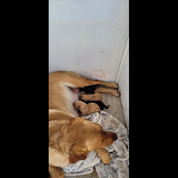 Labrador Retriever - Both