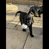 Labrador Retriever - Both