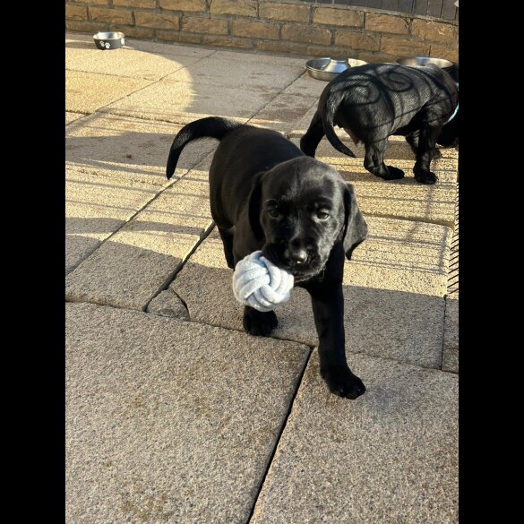 Labrador Retriever - Both