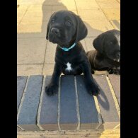 Labrador Retriever - Both