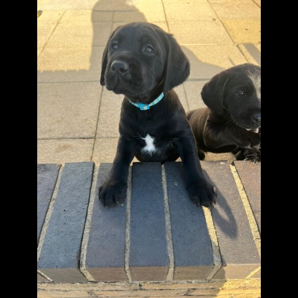 Labrador Retriever - Both