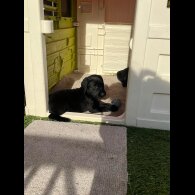Labrador Retriever - Both