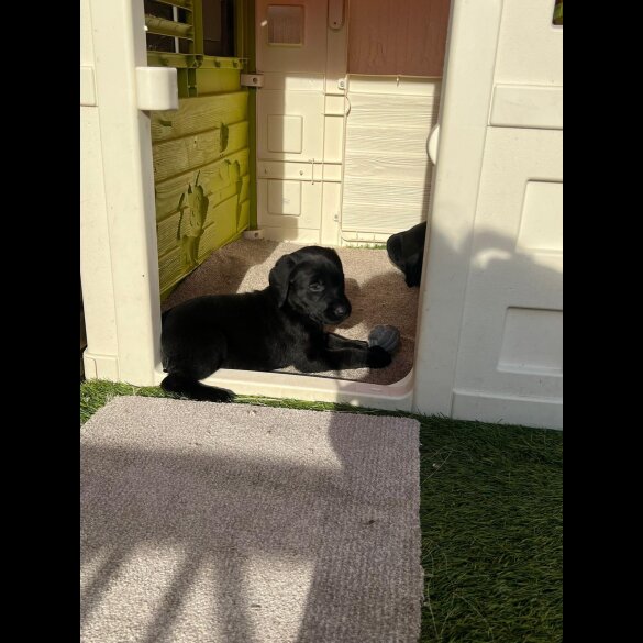 Labrador Retriever - Both