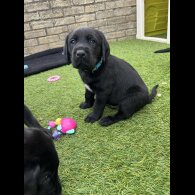 Labrador Retriever - Both