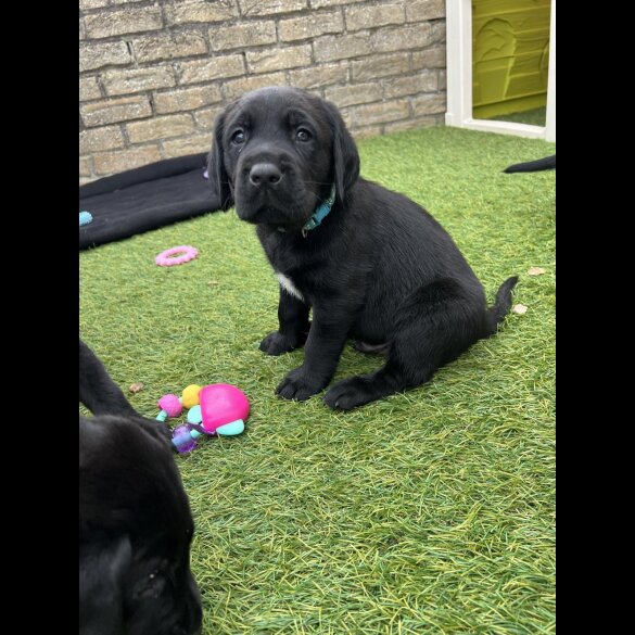 Labrador Retriever - Both