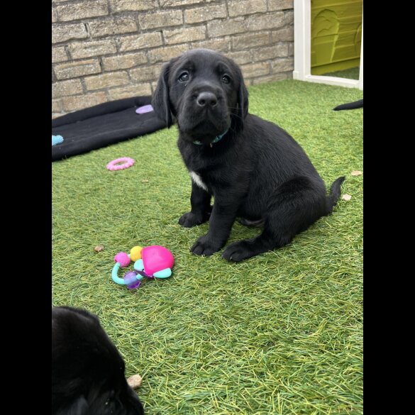 Labrador Retriever - Both