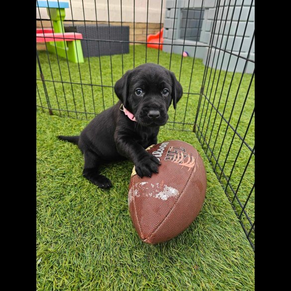 Labrador Retriever - Both