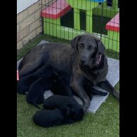 Labrador Retriever - Both