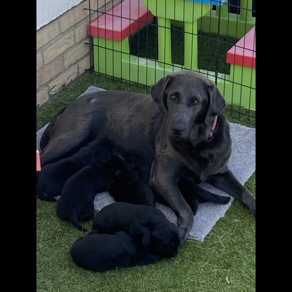 Labrador Retriever - Both