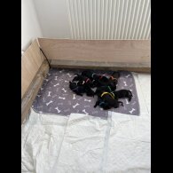 Labrador Retriever - Both