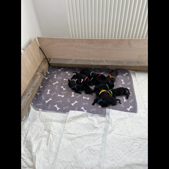 Labrador Retriever - Both