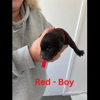 Labrador Retriever - Both