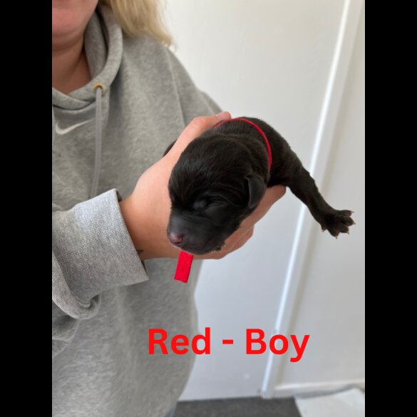 Labrador Retriever - Both
