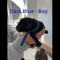 Labrador Retriever - Both