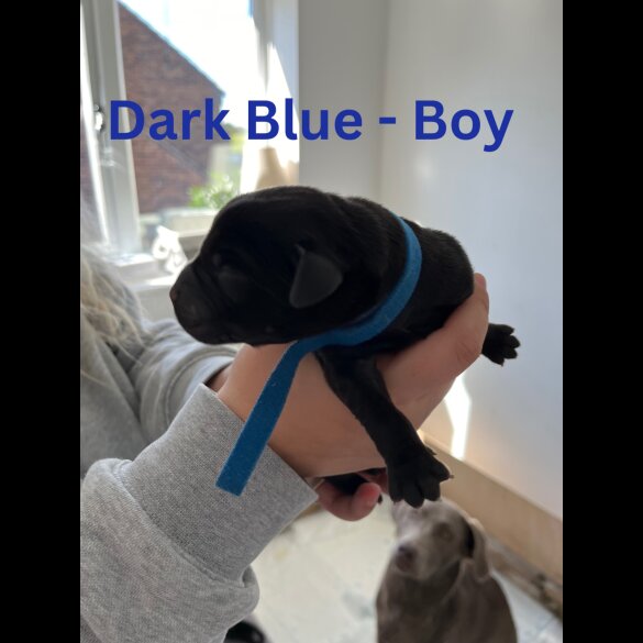 Labrador Retriever - Both
