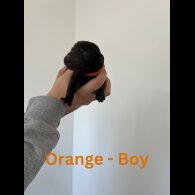 Labrador Retriever - Both