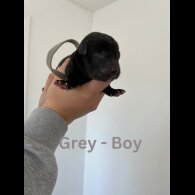 Labrador Retriever - Both