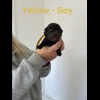 Labrador Retriever - Both