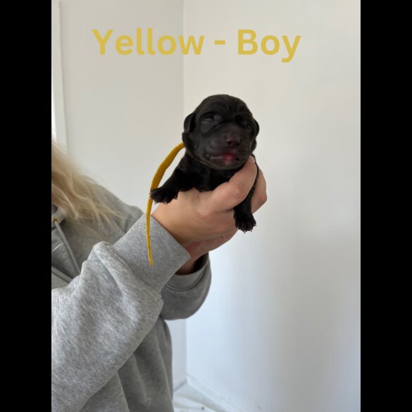 Labrador Retriever - Both