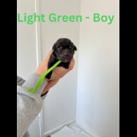 Labrador Retriever - Both