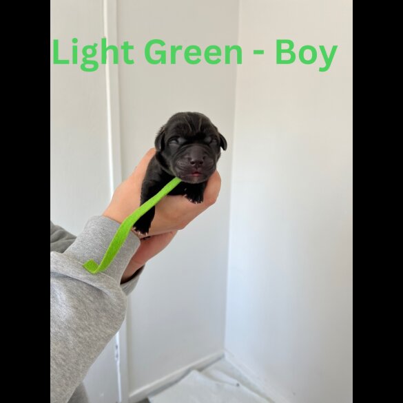 Labrador Retriever - Both