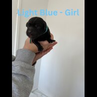 Labrador Retriever - Both