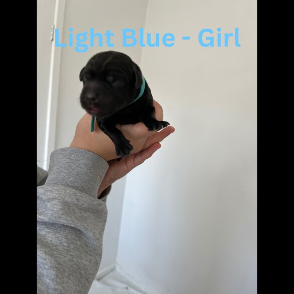Labrador Retriever - Both