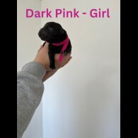 Labrador Retriever - Both