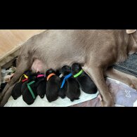 Labrador Retriever - Both