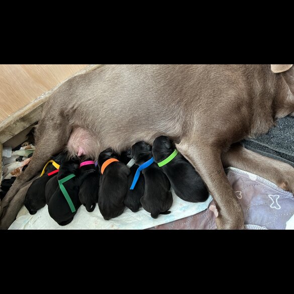 Labrador Retriever - Both
