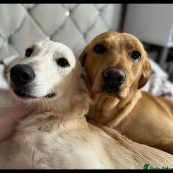 Labrador Retriever - Both