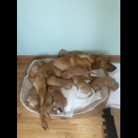 Labrador Retriever - Both