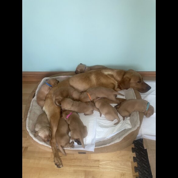 Labrador Retriever - Both