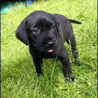 Labrador Retriever - Both