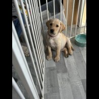 Labrador Retriever - Both