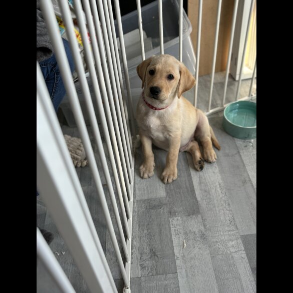 Labrador Retriever - Both