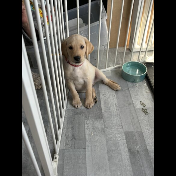 Labrador Retriever - Both