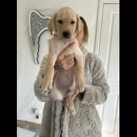 Labrador Retriever - Both
