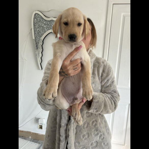 Labrador Retriever - Both