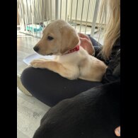 Labrador Retriever - Both
