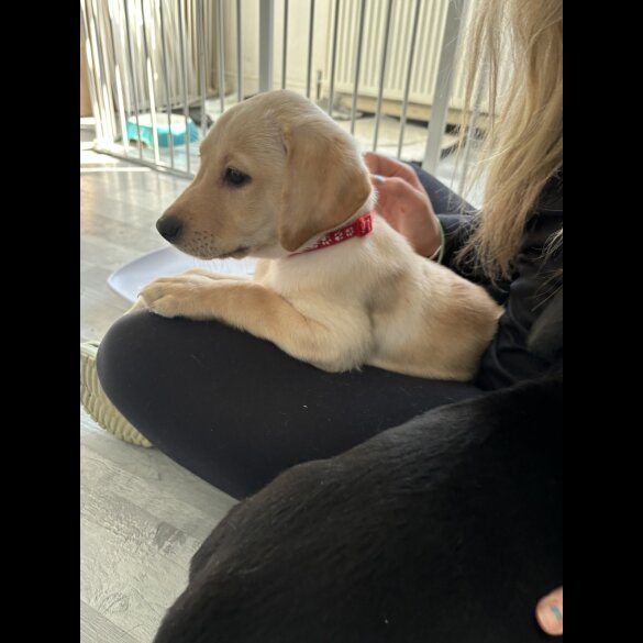 Labrador Retriever - Both