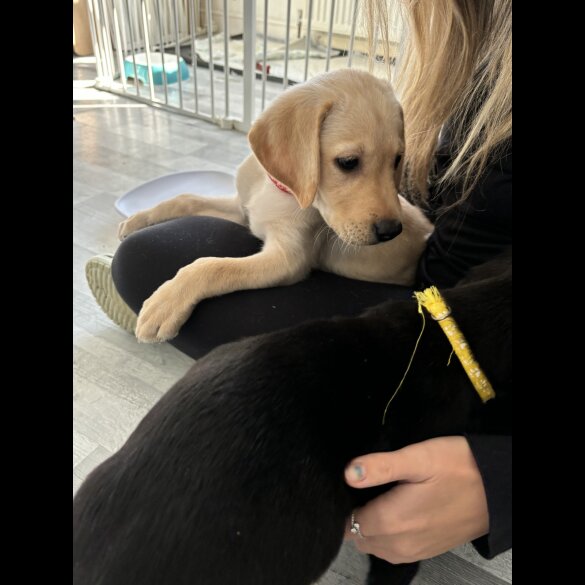 Labrador Retriever - Both