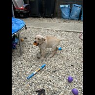 Labrador Retriever - Both