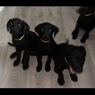 Labrador Retriever - Both