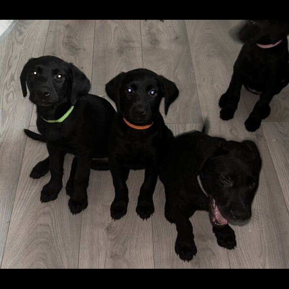 Labrador Retriever - Both