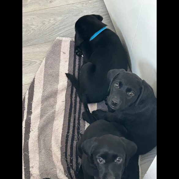 Labrador Retriever - Both